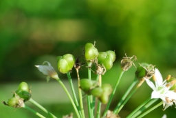 Allium tuberosum Rottler ex Spreng., Young fruit