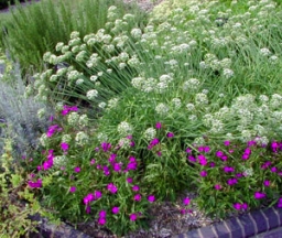 Garlic chives grow best in full sun