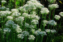 Allium tuberosum Rottler ex Spreng., Inflorescences