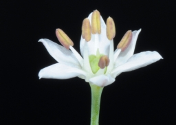 Garlic Chives