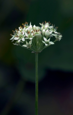 Garlic chive