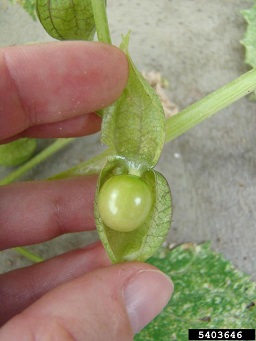 Cutleaf groundcherry (Physalis angulata) L.