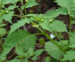 Physalis angulata