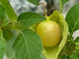 Physalis angulata L.