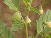 Flowers nodding; corolla pale yellow towards apex, greenish yellow toward the base