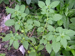 Flowering and fruiting plant