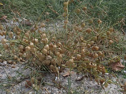 Lots of ripe fruit