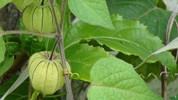 Fruit almost ready to harvest