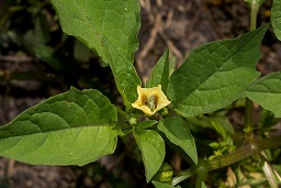 Physalis angulata L.