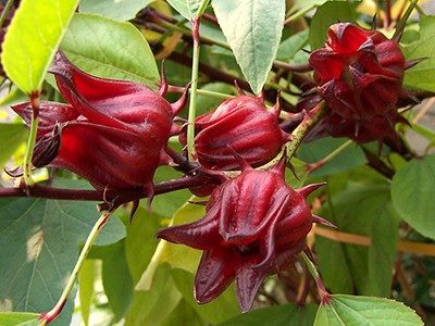 Roselle calyces