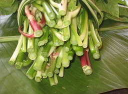 Well presented Island Cabbage bundle at Port Vila Market, Vanuatu