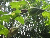 Maturing fruit capsules