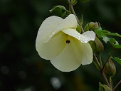 Sunset Hibiscus