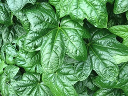 Malvaceae, Edible hibiscus, Tongan spinach (Abelmoschus manihot)