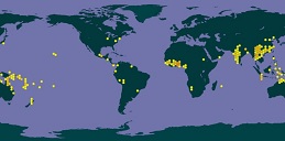 Abelmoschus manihot (L.) Medik. Map 1802-2018