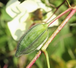 Abelmoschus manihot (L.) Medik