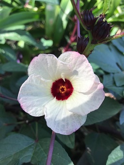 Roselle Hibiscus sabdariffa