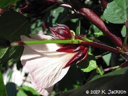 Hibiscus sabdariffa flower