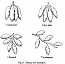 Distribution of secondary flesh colour