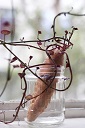 Grow a Sweet Potato in a jam jar