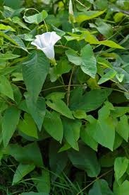 Calystegia sepium, Hedge Bindweed