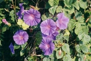 Ipomoea violacea, Morning Glory