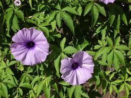 Ipomoea cairica, Mile a Minute Vine