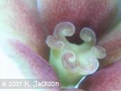 Magnification, female flower