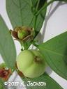 Flowers and fruit