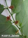 Male flowers appear first, then female flowers