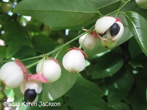 White fruit. Seeds fall to the ground when ripe