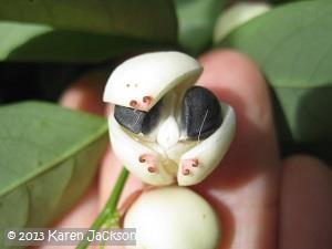 seeds inside fruit