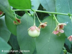 Female flowers and fruit hang beneath the foliage