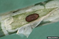 Vegetable leafminer pupa