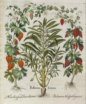 Drawing of Momordica balsamina L.