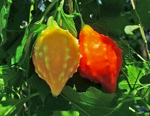 Ripening fruits