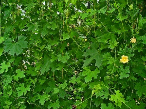 Habitus and leaves