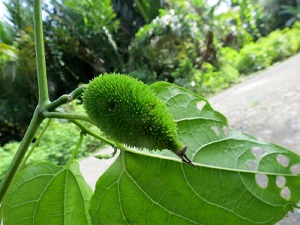 fruit growing