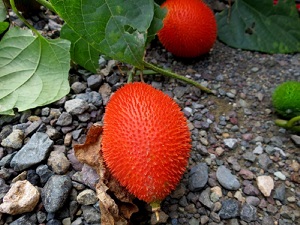 ripe fruit