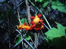 Red coating on the seeds is edible raw, but not the seeds