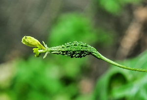 3 days old fruit with flower