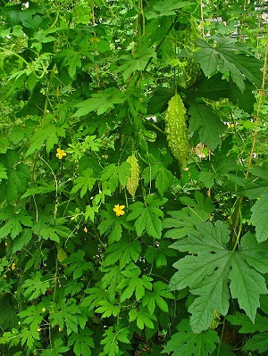 habitus with flowers and fruits