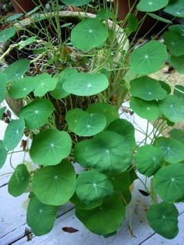 Leaves and seeds are peppery