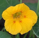 Yellow flower