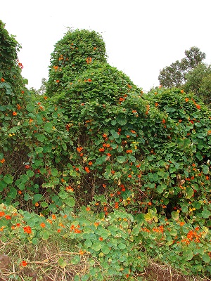 Invasive. Flowering habit climbing trees, Maui, Hawaii