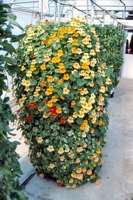 Nasturtium grown as an edible flower in a vertical system