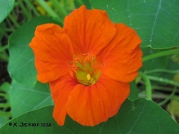 Nasturtium flower