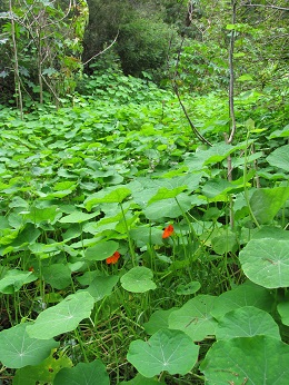 Invasive. Flowering habit spreading. Maui, Hawaii