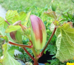 Alabama Red Okra