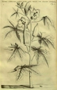 Horti medici Amstelodamensis rariorum tam Orientalis